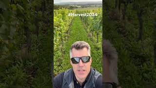 Harvest 2024 is just around the corner for Nyetimber EnglishSparklingWine [upl. by Jahdiel401]