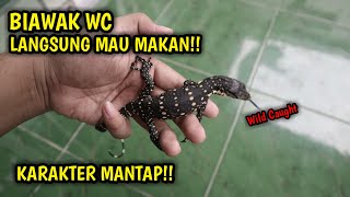 TES MAKAN BIAWAK WC  BABY VARANUS SALVATOR [upl. by Evan351]