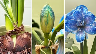 Rare Beautiful Flowers  Decorate Your Home with Blue Amaryllis Flowers for Festivals Turn on CC [upl. by Cly]