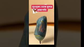 সুন্দর প্রজাতির জন্ম  sanmedia24 islamicstatus shorts shortvideo viralshort trendingshorts [upl. by Rodolphe]