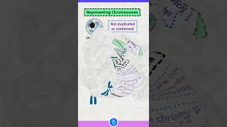 Definition of Chromatin Chromosome and Chromatid [upl. by Palocz441]