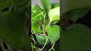 Types of Pothos Varieties pothos houseplants indoorplants [upl. by Ambrosio281]