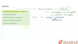 Distal convoluted tubule is lined with  12  EXCRETORY PRODUCTS AND THEIR ELIMINATION  BIOLOG [upl. by Topliffe39]