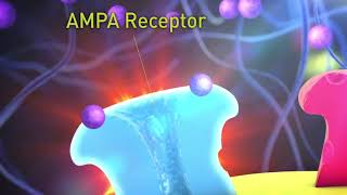 Fycompa® perampanel Mechanism of Action in Epilepsy [upl. by O'Driscoll32]