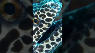 Honeycomb Moray Eel  Manta Point Nusa Penida [upl. by Sternberg]