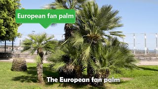 Embolden victoryEuropean Fan Palm [upl. by Notle]