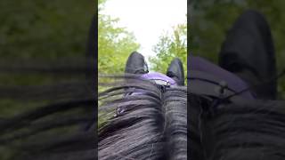 🎵Rhythm of Riding🐎 horse equestrian horseriding horsepower trailriding endurancehorse [upl. by Llehcram]