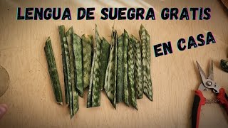 propagación de SANSEVIERIA o Lengua de suegra por hojas 🍃  PROPAGACIÓN por hojas [upl. by Eilloh]