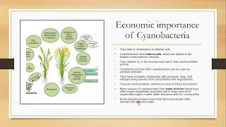 Cyanobacteria and Nostoc Blue green algae [upl. by Channa]