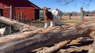 Tennessee Fainting Goats [upl. by Annoid742]