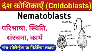 Cnidoblasts or Nematoblasts  Nematoblasts structure and function  दंश कोशिकाएँ सीलेन्ट्रेटा संघ [upl. by Eelasor]