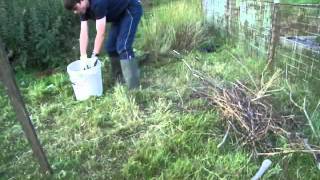 How to make Organic Nettle Plant Fertilizer [upl. by Arahsak365]