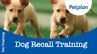 Dog Recall Training  Petplan [upl. by Birchard541]