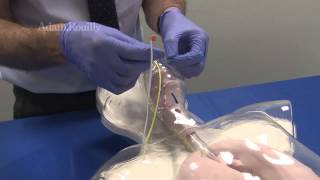 AR331 Hungry Manikin®  Nasogastric Feeding Trainer [upl. by Dust]