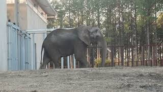 The Elephant Sanctuary  Osh Arrives at The Elephant Sanctuary [upl. by Tabor]