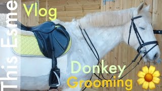 Vlog  Donkey grooming [upl. by Oileduab847]