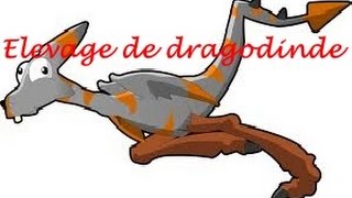 Dofus Tuto  comment bien commencer son élevage de dragodinde [upl. by Ornie]