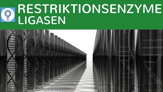 Restriktionsenzyme amp DNALigasen einfach erklärt  Werkzeuge Methode Grundlagen der Gentechnik 1 [upl. by Fayre]