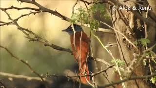 Indian Paradise Flycatcher female  Amazing Wildlife of india by Renu Tewari and Alok Tewari [upl. by Deppy817]