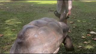 Tortues géantes à lÎle Curieuse Seychelles [upl. by Oiramel]