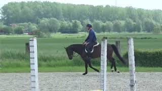 6yo hunter prospect [upl. by Iey]