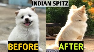 WATCH MY PUPPY GROW  INDIAN SPITZ DOG  Before and After [upl. by Yzmar898]