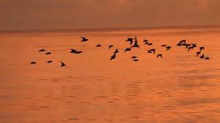 Shorebirds at Twilight [upl. by Ecnar]