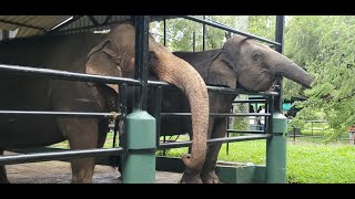 You Wont Believe the HIDDEN TRUTH About Elephant Communication [upl. by Murtha824]