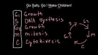 How to memorize cell cycles  mnemonic techniques [upl. by Anisah234]