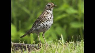 Голоса птиц Дрозд певчий Turdus philomelos [upl. by Namien357]