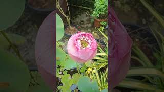 Hospitalil ninna lotus youtubeshorts nationalflower viralsong music [upl. by Vanya]