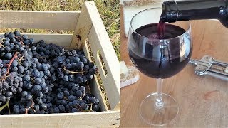 Homemade Italian Wine  How to make wine at home from grapes without yeast and sugar [upl. by Arim]