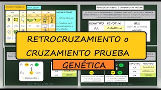 Retrocruzamiento Cruzamiento Prueba Definición Ejemplo Genética Mendeliana Biología [upl. by Narad742]