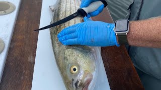 How To Fillet Striped Bass [upl. by Celestyn]