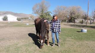 Cherie amp Breezy After Technyflex Equine [upl. by Larson350]