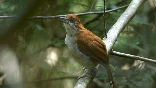 Choró boi cantando na natureza gravado ao vivo na Mata Atlântica que beleza de Pássaro [upl. by Annamarie]