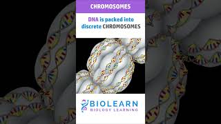 STRUCTURE OF CHROMOSOME 🧬 TYPES OF CHROMOSOMES  BioLearn [upl. by Leahciam]