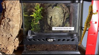 Mourning Gecko Enclosure Build  Terrarium Setup [upl. by Aihpledalihp]