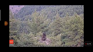 Cópula Webcam buitre Sierra de Guadarrama seobirdlife [upl. by Milton359]