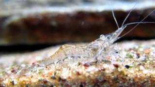 Ghost Shrimp Paratya australiensis [upl. by Eldoria]