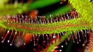 SUNDEW DROSERA CARE CONDITIONS  Carnivorous plants [upl. by Concordia555]