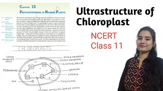 Ultrastructure of Chloroplast  Biology Class 11 NCERT [upl. by Tabbatha]