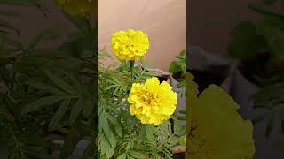 🌼Real value of Genda flower value flowers flowering gardening terracegarden youtubeshorts yt [upl. by Sirraf]