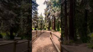 You never realize how huge Redwood trees are until you’re standing sidebyside with one [upl. by Bain]