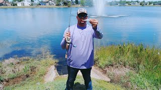 chasing monster bass in orlando florida 😱 freeloader time and big worm 🔥 [upl. by Enilorac]