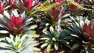 Bromeliad Alcantarea Imperialis HD Video 02 [upl. by Mora541]