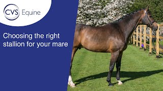 How to choose the right stallion for your mare [upl. by Goerke]