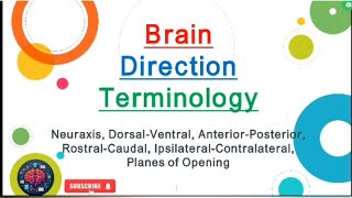 Brain Direction Terminology UrduHindi [upl. by Swihart]