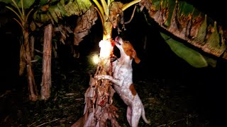 Call of the HOUNDS OpossumManicou Hunt Trinidad [upl. by Eatnwahs]