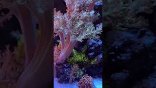 Gorgeous Mix Reef Aquarium shorts [upl. by Aiekat]